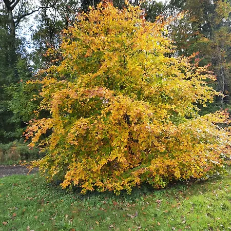 Waldesruh Hilscheid